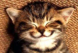smile, cat with grin,