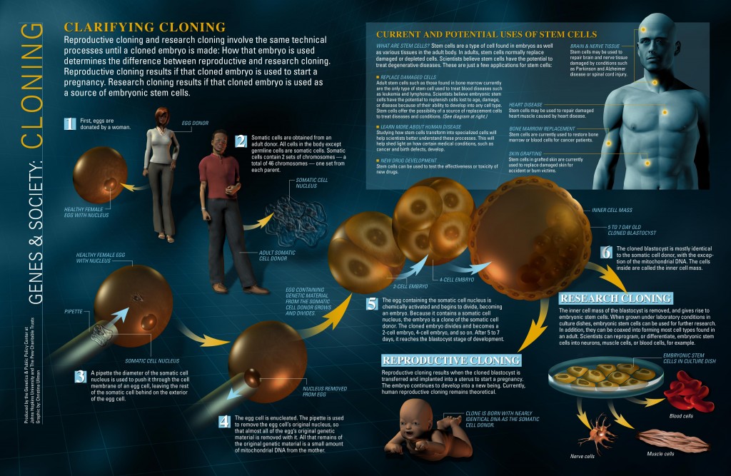 InfoGraphic on Cloning and stem cell research,