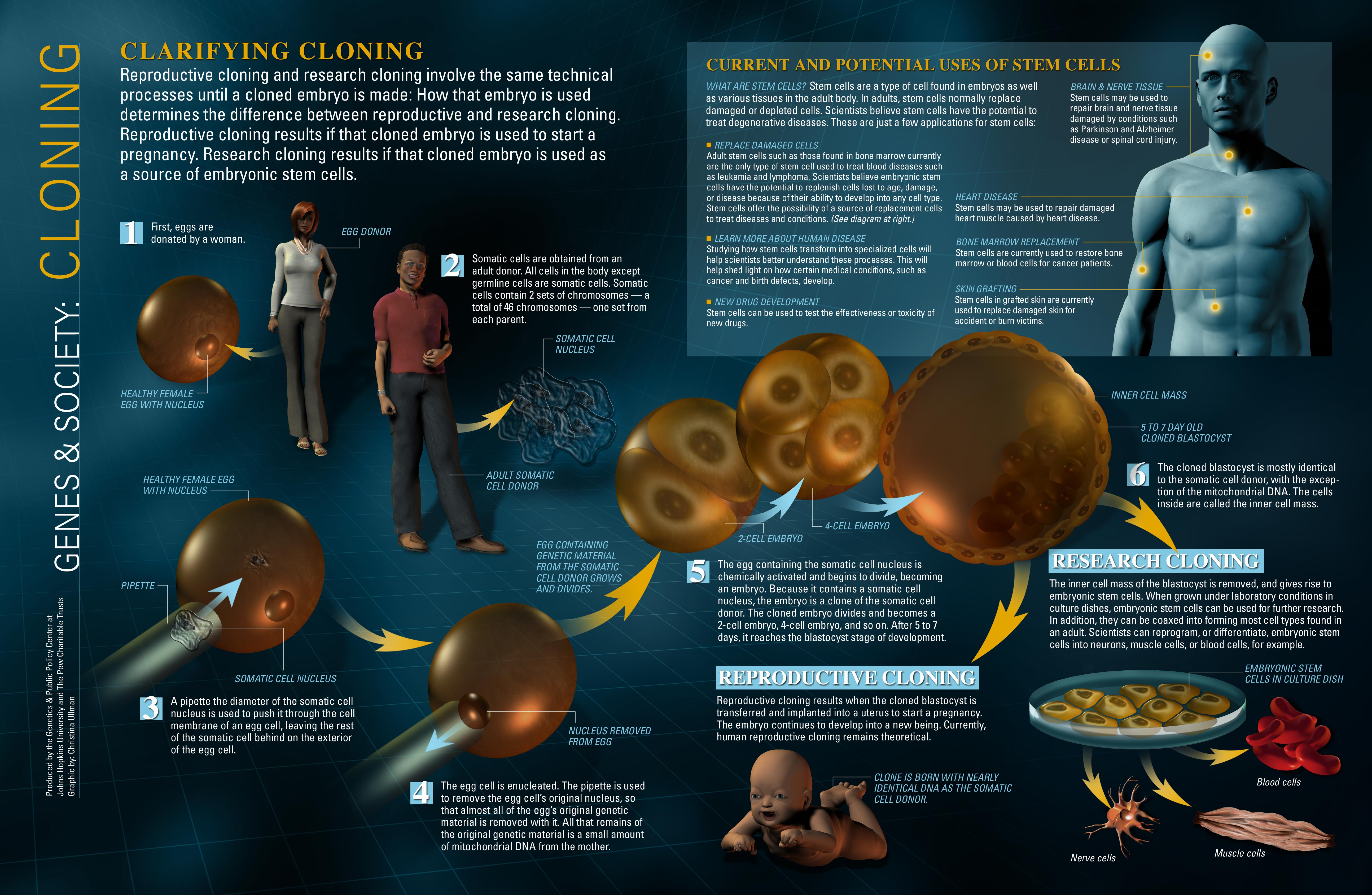 research of cloning humans is permitted