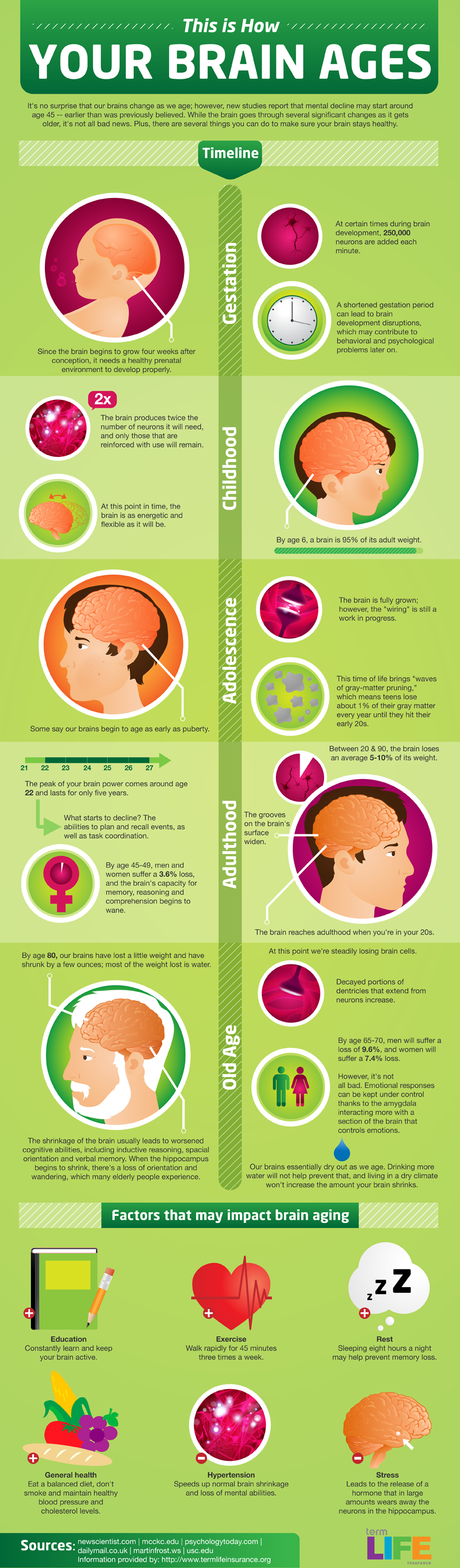 InfoGraphic on How the Brain Ages,
