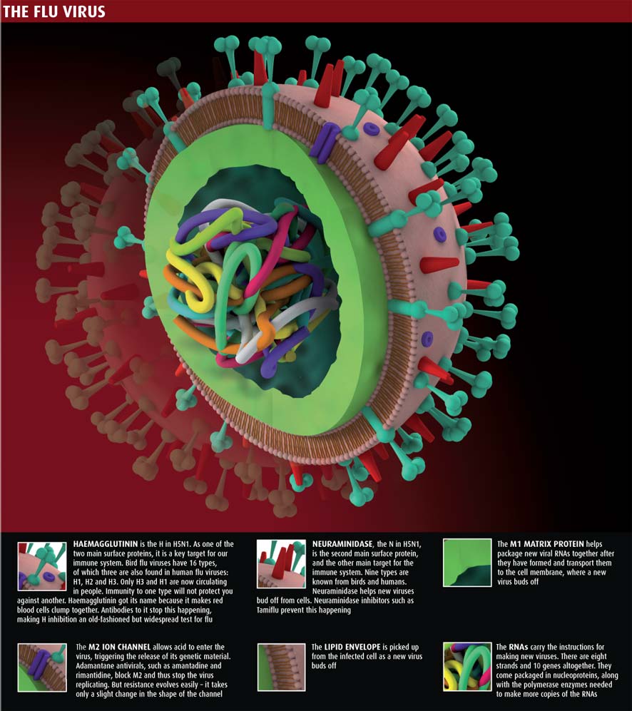 3D Representation of the Flu Virus,